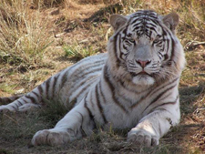 Metal Tiger